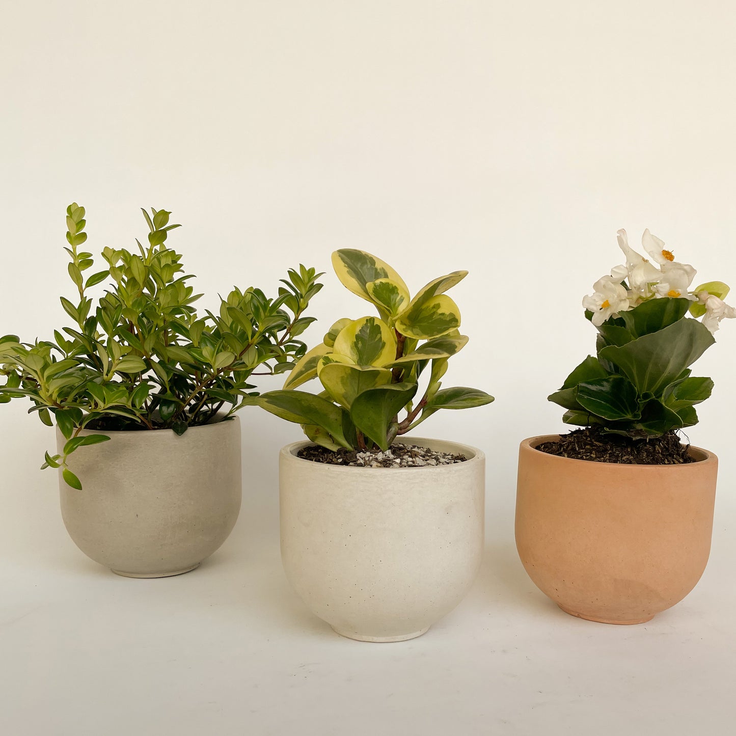 Bowl Circular M
