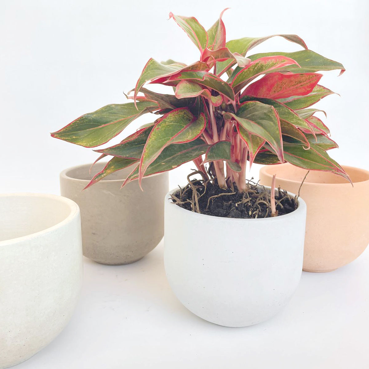 Bowl Circular M