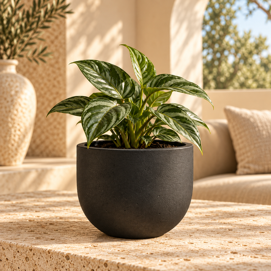 Bowl Circular M