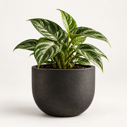 Bowl Circular M
